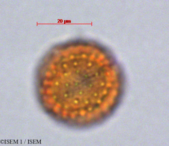 ISEM 1/Loricaria_thujoides_29072/Loricaria_thujoides_29072_0001(copy)_thumb.jpg